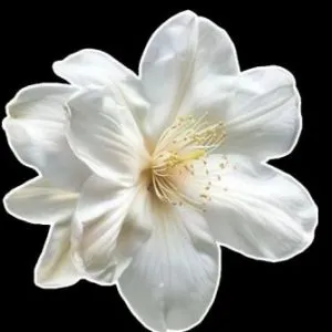 Profile photo of kalar